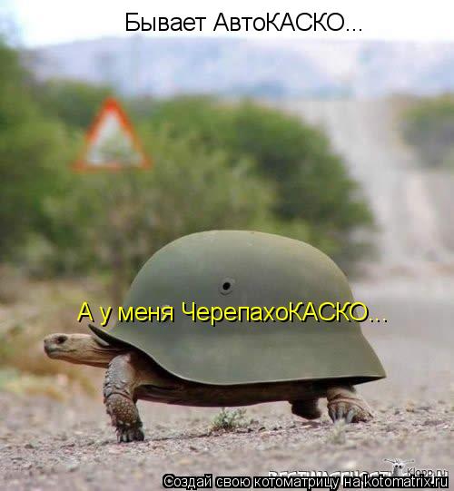 Котоматрица: Бывает АвтоКАСКО... А у меня ЧерепахоКАСКО...
