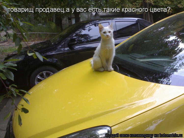 товарищ продавец,а у вас есть такие красного цвета?... Котоматрица: товарищ продавец,а у вас есть такие красного цвета?