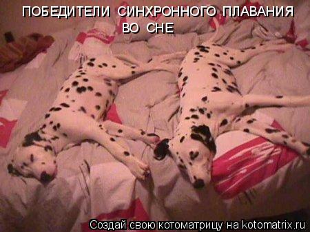 Котоматрица: ПОБЕДИТЕЛИ  СИНХРОННОГО  ПЛАВАНИЯ   ВО  СНЕ