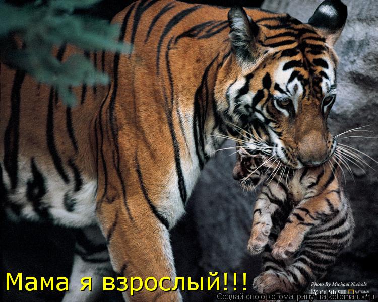 Котоматрица: Мама я взрослый!!!