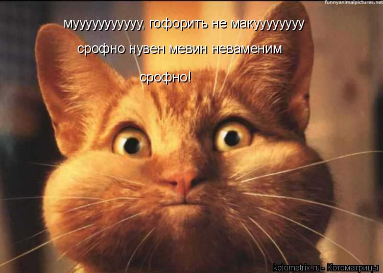 Котоматрица: мууууууууууу, гофорить не макуууууууу срофно нувен мевин неваменим срофно!