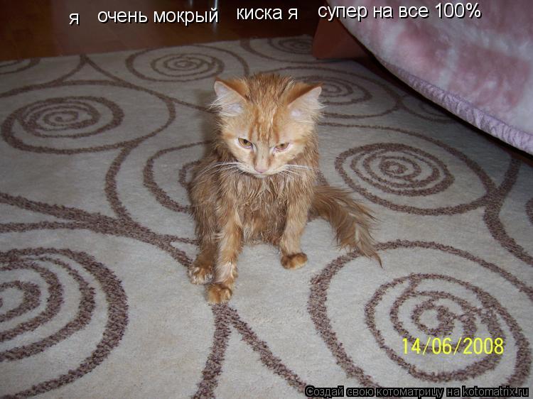 Котоматрица: я  очень мокрый киска я  супер на все 100%