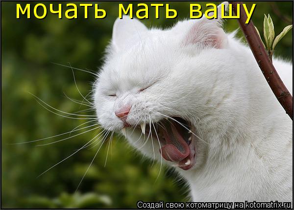 Котоматрица: мочать мать вашу