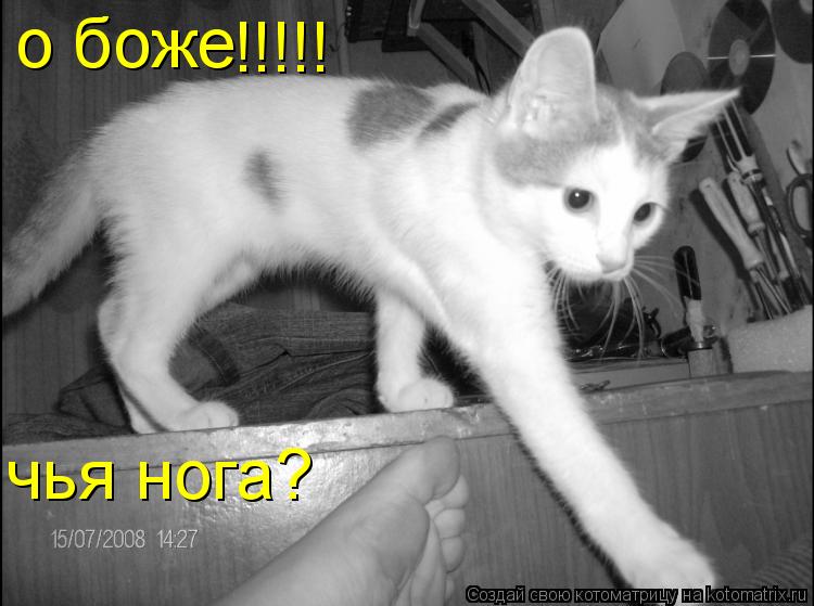 Котоматрица: о боже чья нога? !!!!!