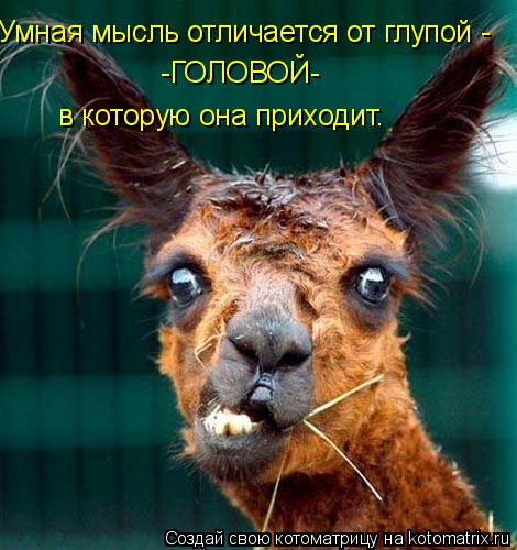 Котоматрица: Умная мысль отличается от глупой -  -ГОЛОВОЙ- в которую она приходит.