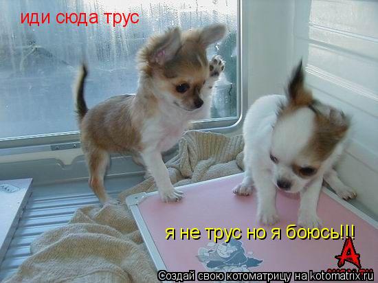 Котоматрица: иди сюда трус я не трус но я боюсь!!!