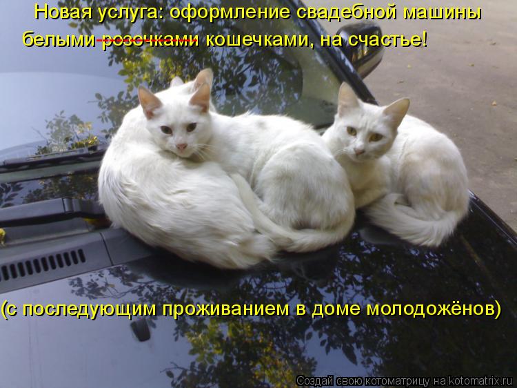 Новая услуга: оформление свадебной машины белыми розочками кошечками, на счастье! --------------- (с ... Котоматрица: Новая услуга: оформление свадебной машины белыми розочками кошечками, на счастье! --------------- (с последующим проживанием в доме молодожёнов)