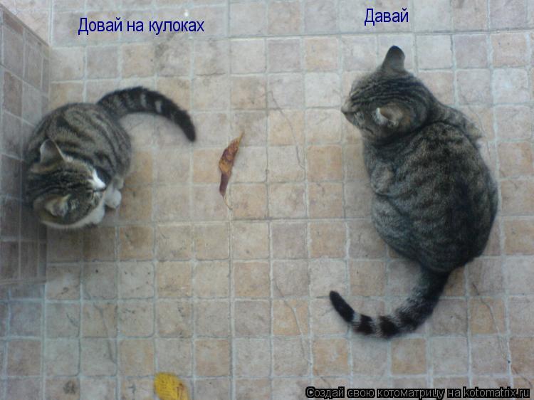Котоматрица: Довай на кулоках Давай
