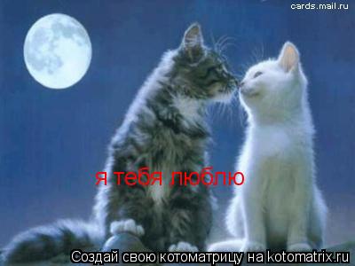 Котоматрица: я тебя люблю