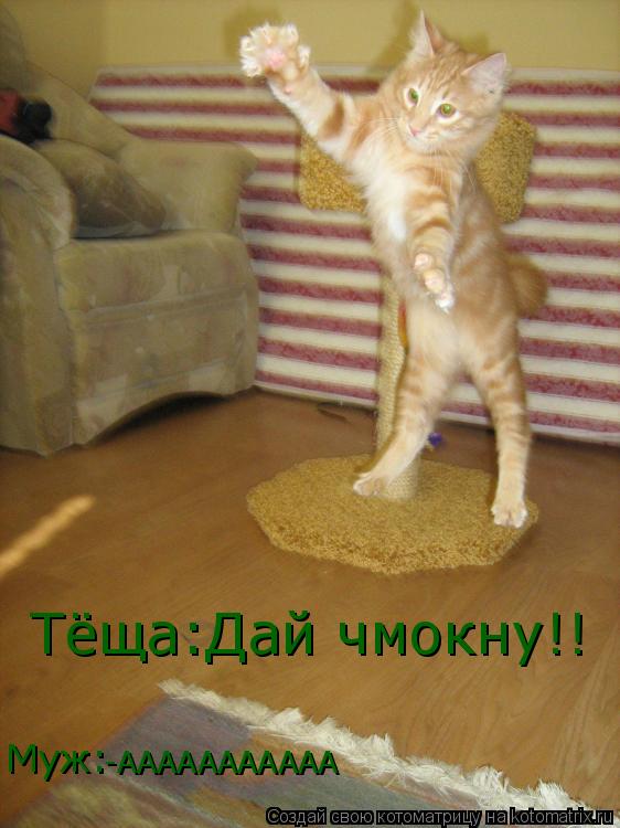 Котоматрица: Тёща:Дай чмокну!! -ААААААААААА Муж: