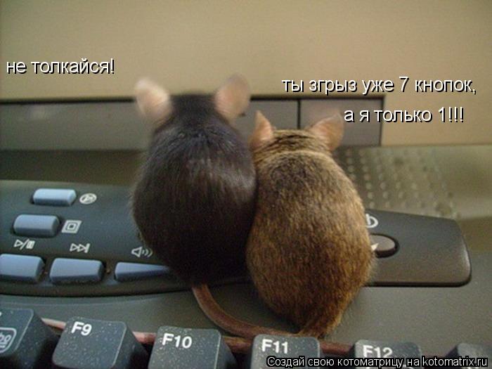 Котоматрица: не толкайся! ты згрыз уже 7 кнопок, а я только 1!!!