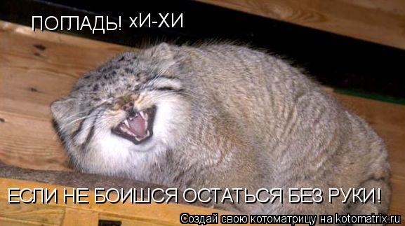 Котоматрица: ПОГЛАДЬ!  ЕСЛИ НЕ БОИШСЯ ОСТАТЬСЯ БЕЗ РУКИ! хИ-ХИ