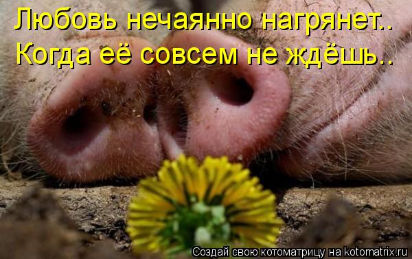 Котоматрица: Любовь нечаянно нагрянет.. Когда её совсем не ждёшь..