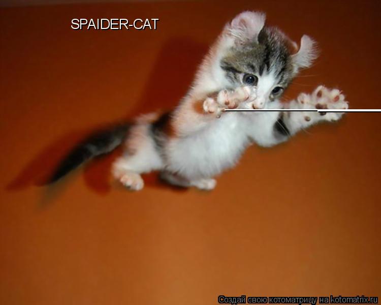 ____________________________________ ____________________________________ SPAIDER-CAT... Котоматрица: ____________________________________ ____________________________________ SPAIDER-CAT