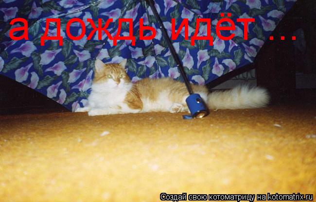 Котоматрица: а дождь идёт ...