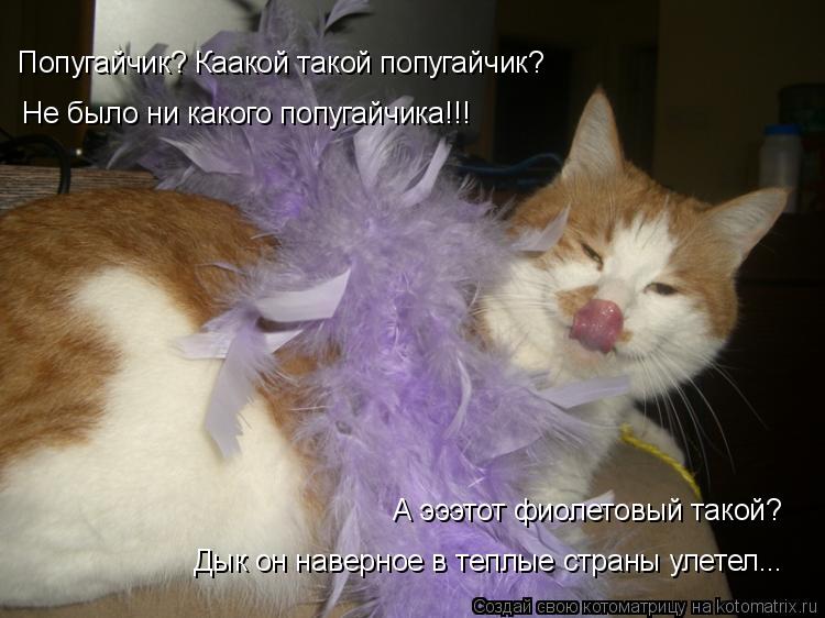 Попугайчик? Каакой такой попугайчик? Не было ни какого попугайчика!!! А эээтот фиолетовый такой? Дык ... Котоматрица: Попугайчик? Каакой такой попугайчик? Не было ни какого попугайчика!!! А эээтот фиолетовый такой? Дык он наверное в теплые страны улетел...