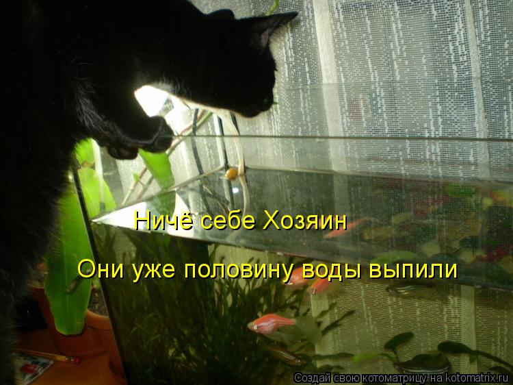 Котоматрица: Ничё себе Хозяин Они уже половину воды выпили