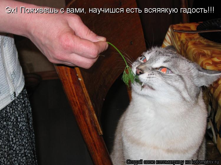 Эх! Поживешь с вами, научишся есть всяяякую гадость!!!... Котоматрица: Эх! Поживешь с вами, научишся есть всяяякую гадость!!!