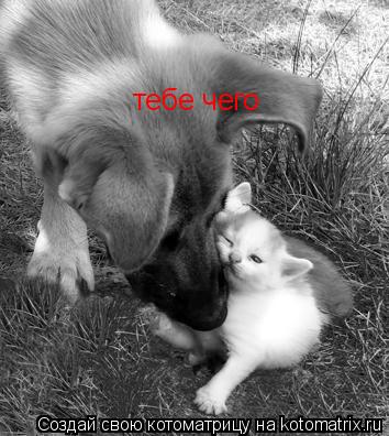 Котоматрица: тебе чего