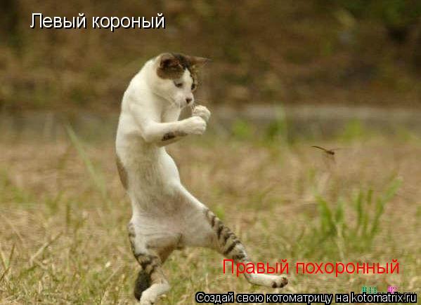 Котоматрица: Левый короный Правый похоронный