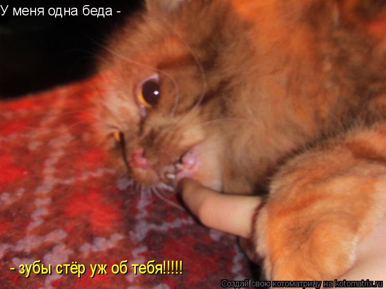У меня одна беда - - зубы стёр уж об тебя!!!!!... Котоматрица: У меня одна беда - - зубы стёр уж об тебя!!!!!