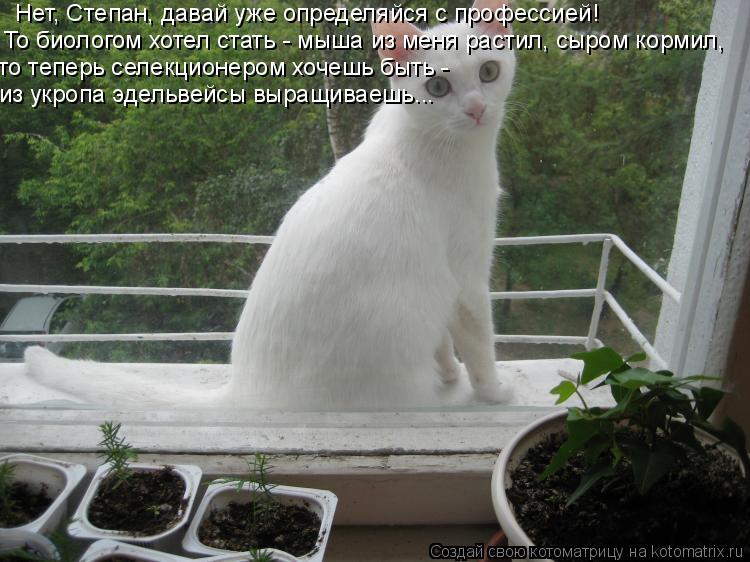 Нет, Степан, давай уже определяйся с профессией! То биологом хотел стать - мыша из меня растил, сыром... Котоматрица: Нет, Степан, давай уже определяйся с профессией! То биологом хотел стать - мыша из меня растил, сыром кормил, то теперь селекционером хочешь