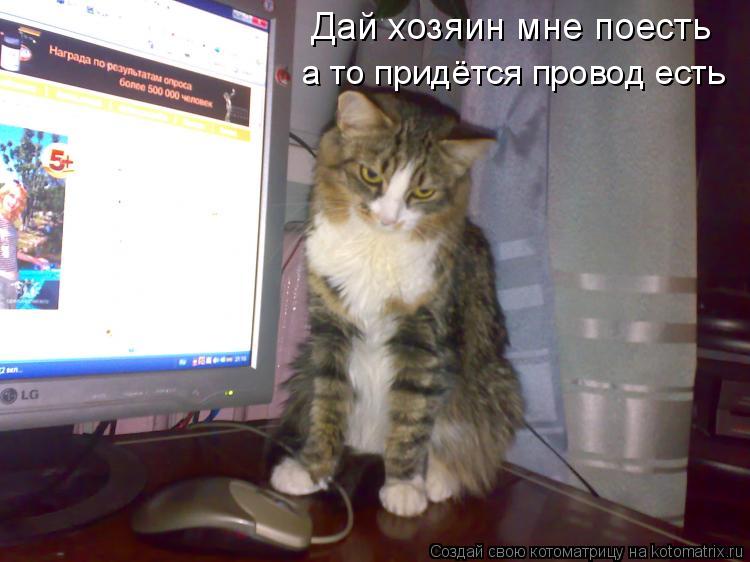 Котоматрица: Дай хозяин мне поесть а то придётся провод есть