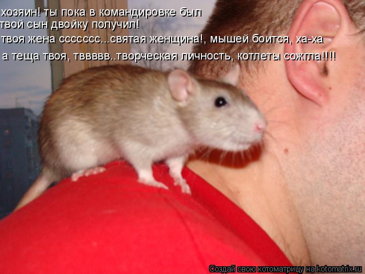 хозяин! ты пока в командировке был твой сын двойку получил! твоя жена ссссссс...святая женщина!, мыше... Котоматрица: хозяин! ты пока в командировке был твой сын двойку получил! твоя жена ссссссс...святая женщина!, мышей боится, ха-ха а теща твоя, тввввв..творч