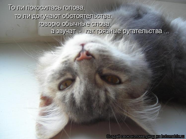 Котоматрица: То ли покосилась голова, то ли докучают обстоятельства: говорю обычные слова, а звучат  -  как грязные ругательства ...