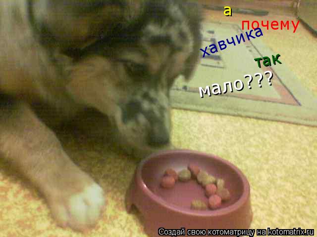 а почему хавчика так мало???... Котоматрица: а почему хавчика так мало???