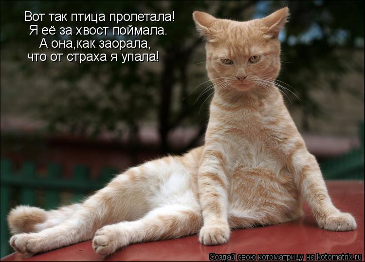 Котоматрица: Вот так птица пролетала! Я её за хвост поймала. А она,как заорала, что от страха я упала!