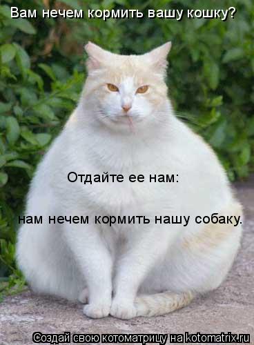 Котоматрица: Вам нечем кормить вашу кошку?  Отдайте ее нам:  нам нечем кормить нашу собаку.