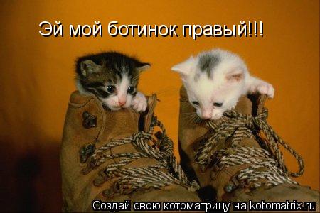 Котоматрица: Эй мой ботинок правый!!!