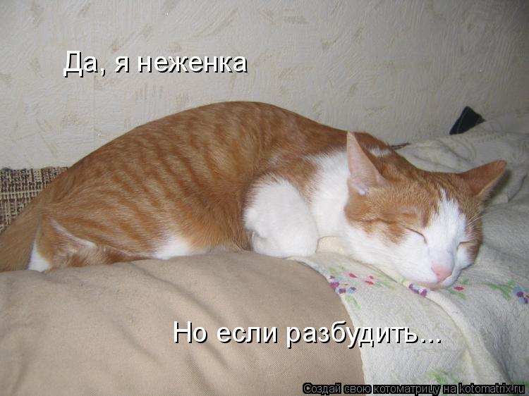 Котоматрица: Да, я неженка Но если разбудить...