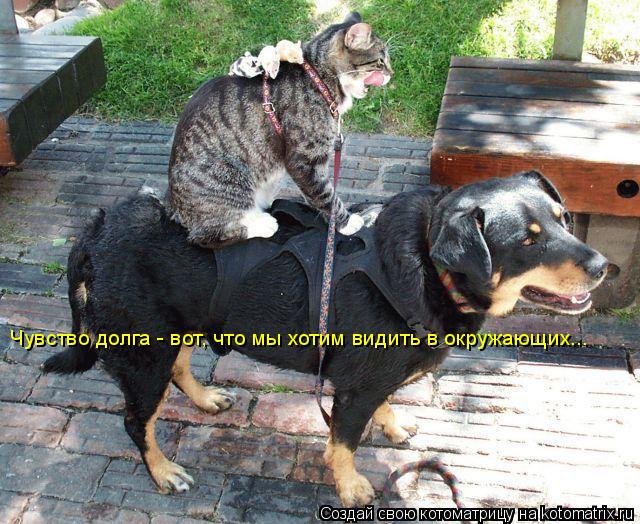 Котоматрица: Чувство долга - вот, что мы хотим видить в окружающих...
