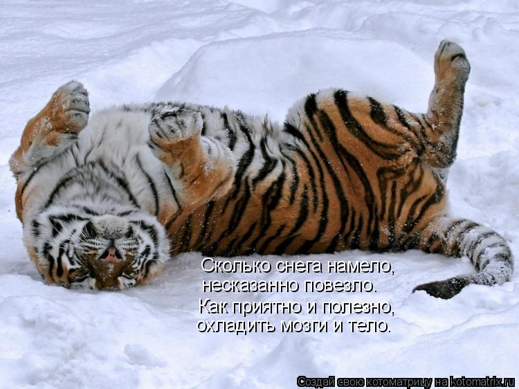 Котоматрица: Сколько снега намело, несказанно повезло. Как приятно и полезно, охладить мозги и тело.