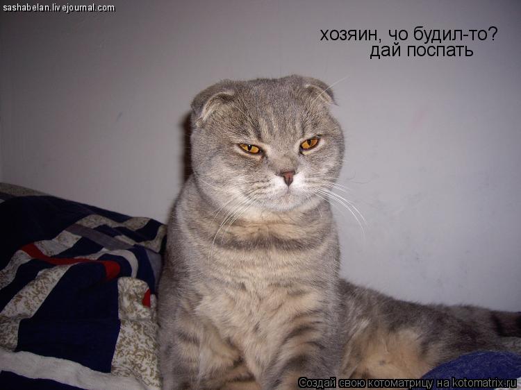 Котоматрица: хозяин, чо будил-то? дай поспать sashabelan.livejournal.com