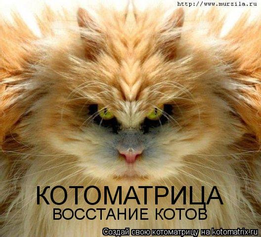 КОТОМАТРИЦА ВОССТАНИЕ КОТОВ... Котоматрица: КОТОМАТРИЦА ВОССТАНИЕ КОТОВ