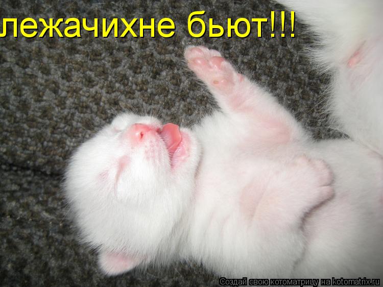 Котоматрица: лежачихне бьют!!!