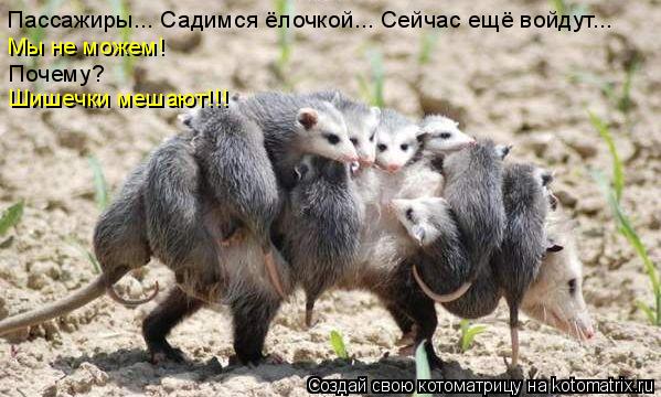 Котоматрица: Пассажиры... Садимся ёлочкой... Сейчас ещё войдут... Мы не можем! Почему? Шишечки мешают!!!