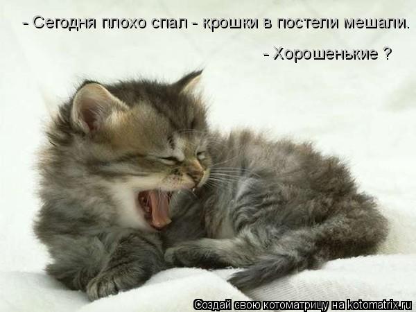 Котоматрица: - Сегодня плохо спал - крошки в постели мешали. - Хорошенькие ?