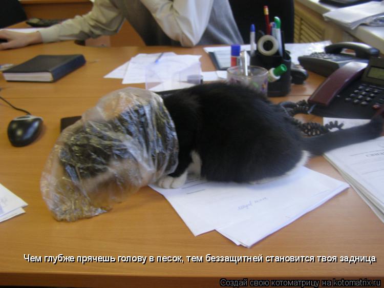 Котоматрица: Чем глубже прячешь голову в песок, тем беззащитней становится твоя задница