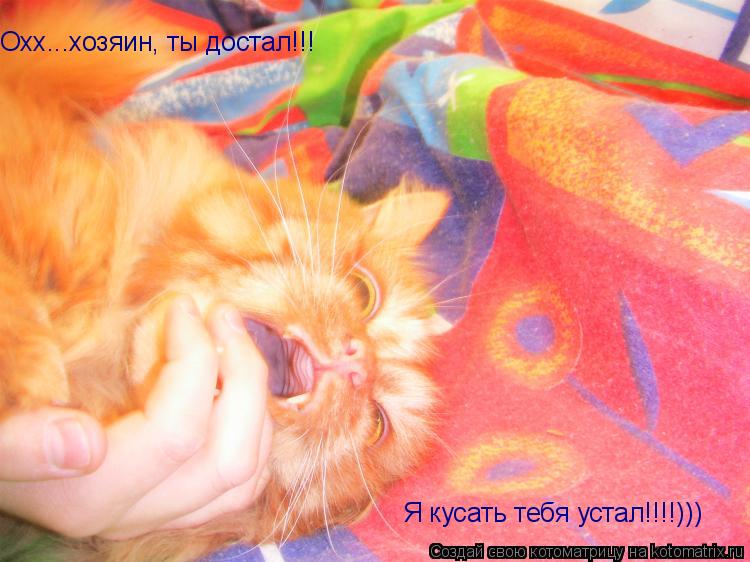 Котоматрица: Охх...хозяин, ты достал!!! Я кусать тебя устал!!!!)))