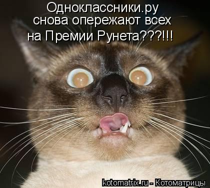 Котоматрица: Одноклассники.ру снова опережают всех на Премии Рунета???!!!