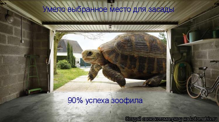 Котоматрица: Умело выбранное место для засады 90% успеха зоофила