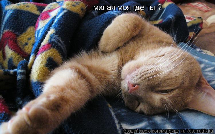 Котоматрица: милая моя где ты ?