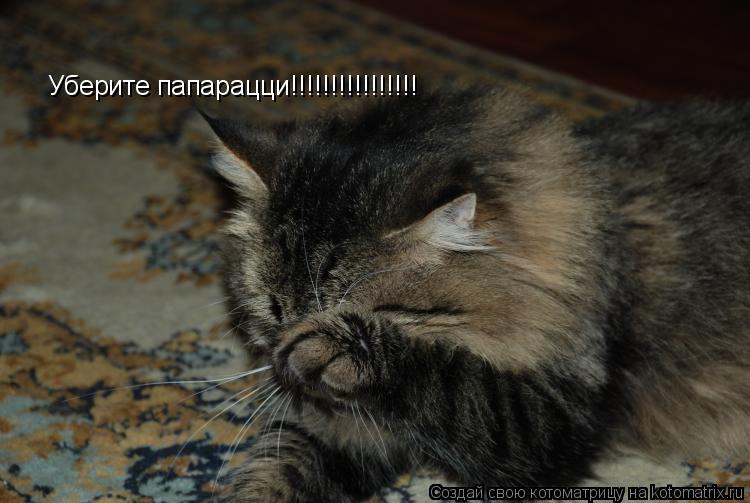 Котоматрица: Уберите папарацци!!!!!!!!!!!!!!!!
