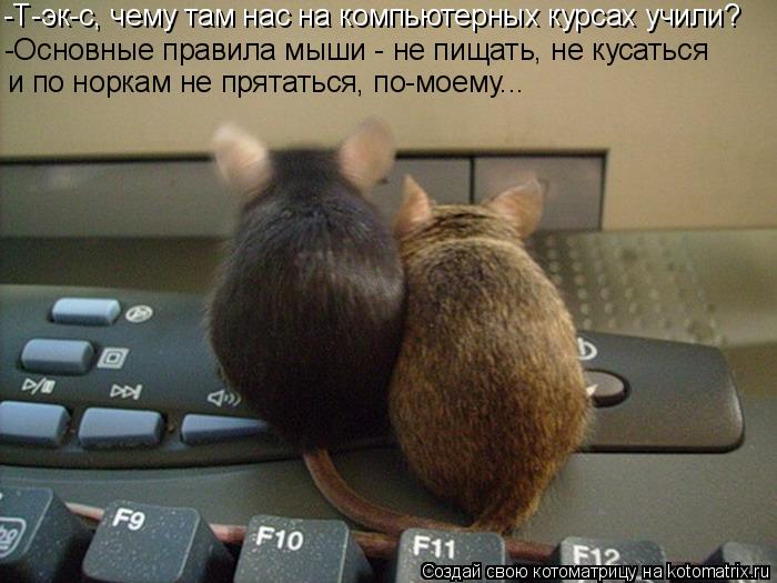 Котоматрица: -Т-эк-с, чему там нас на компьютерных курсах учили? -Основные правила мыши - не пищать, не кусаться  и по норкам не прятаться, по-моему...