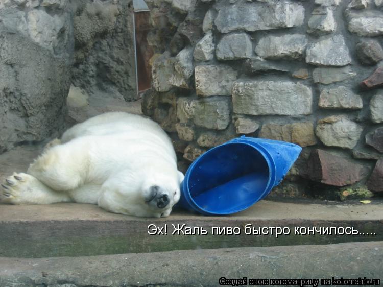Котоматрица: Эх! Жаль пиво быстро кончилось.....