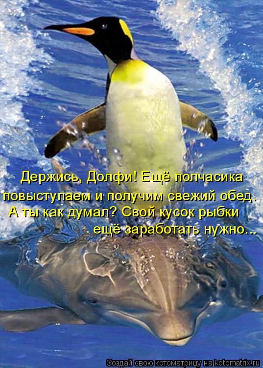 Держись, Долфи! Ещё полчасика повыступаем и получим свежий обед. А ты как думал? Свой кусок рыбки ещ... Котоматрица: Держись, Долфи! Ещё полчасика повыступаем и получим свежий обед. А ты как думал? Свой кусок рыбки ещё заработать нужно...